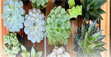 Analyzing The Role Of Indoor Plants In The Design Of Interior Spaces Analyzing The Role Of Indoor Plants In The Design Of Interior Spaces