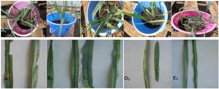 Figure 7 Different Reactions By Barley To D Teres Fsp Teres A1 