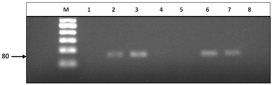 figure 2 agarose gel electrophoresis of polymerase chain reaction for sap9 gene detection m dna marker 50 bp lanes 2 3 6 and 7 were positive for sap9 gene and lanes 1