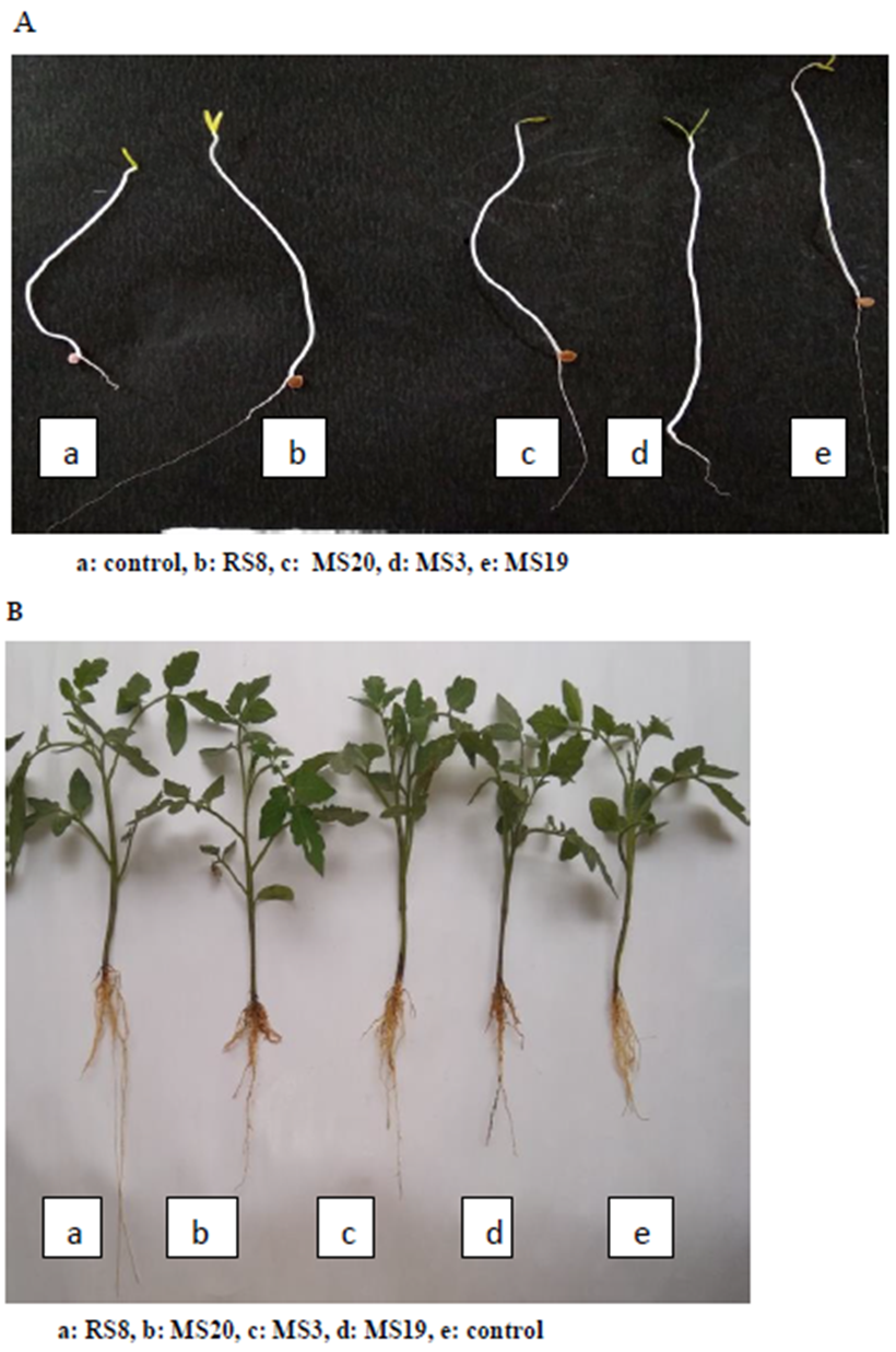 Figure 1. Enhancement Of Plant Growth In Tomato A. Seed Germination By ...