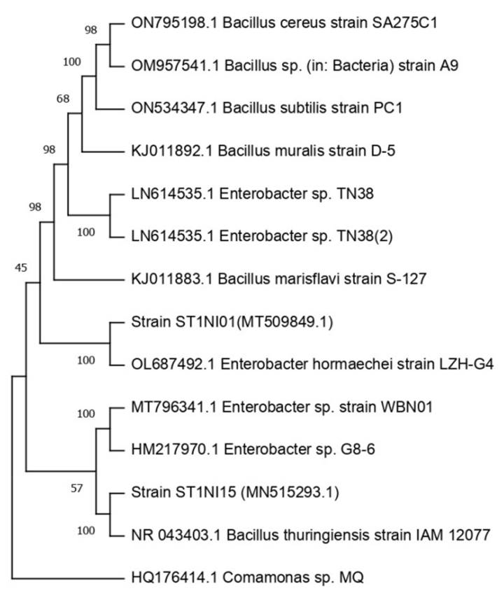 Figure 1. Phylogenetic tree showing the relationship of partial 16S ...