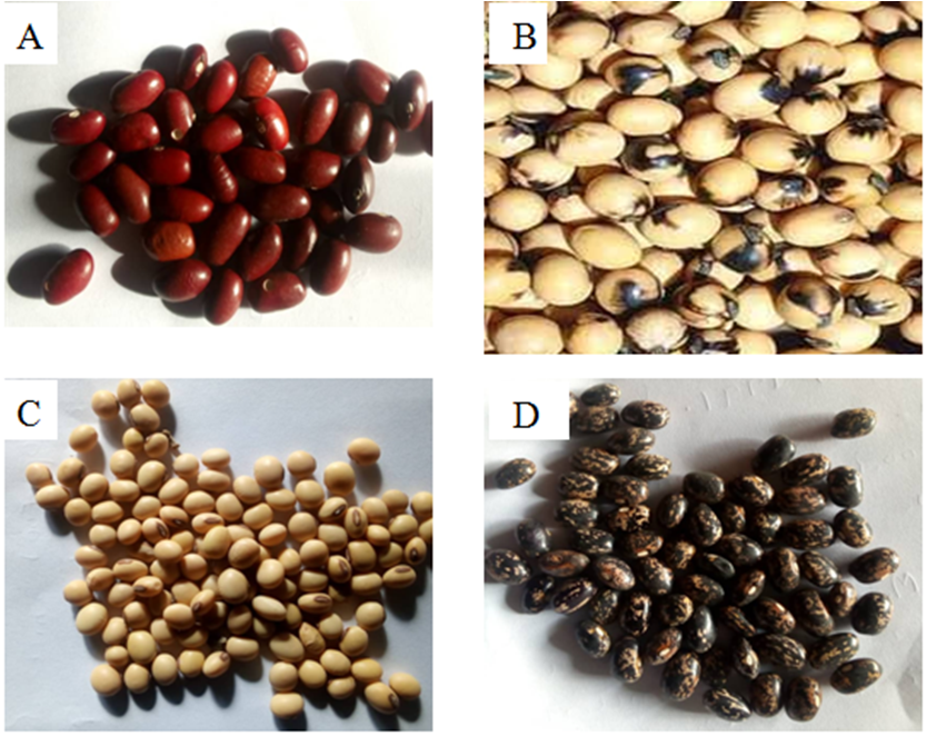 Plate 1. Soybean (Glycine max (L) varieties (A- light brown colour, B ...