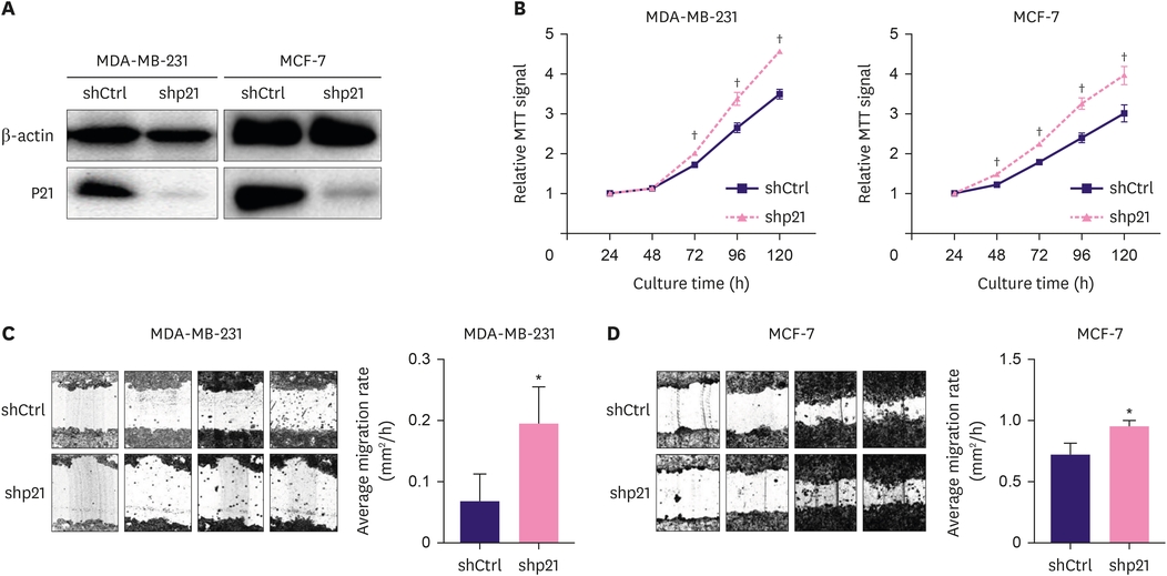 Figure 1. p21 knockdown promotes the proliferation and migration of ...