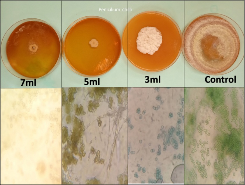 Plate 6. Biological control of Penicillium sp using different ...