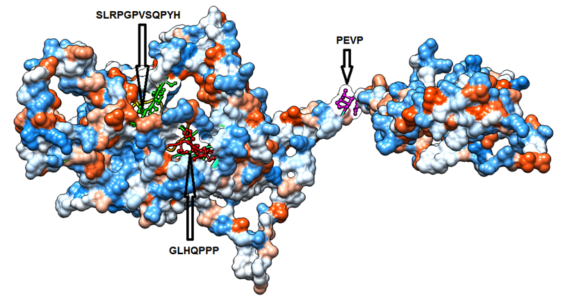 Figure 4. Position of proposed conserved B cell epitopes in structural ...