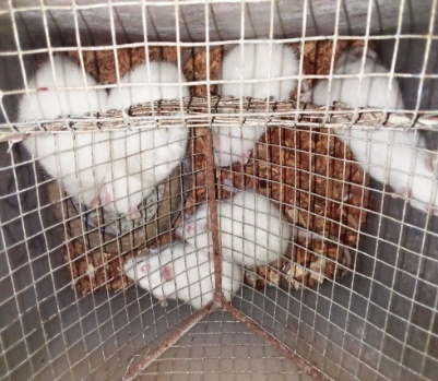 Figure 2. Wistar albino rats : Phytochemical Screening and Anti-anemic ...