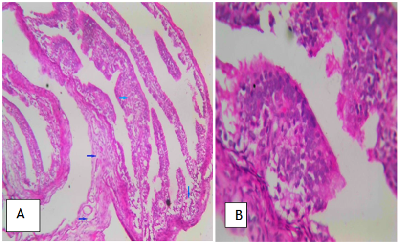 Figure 11. Histological analysis of ovarian tissue of combined therapy ...
