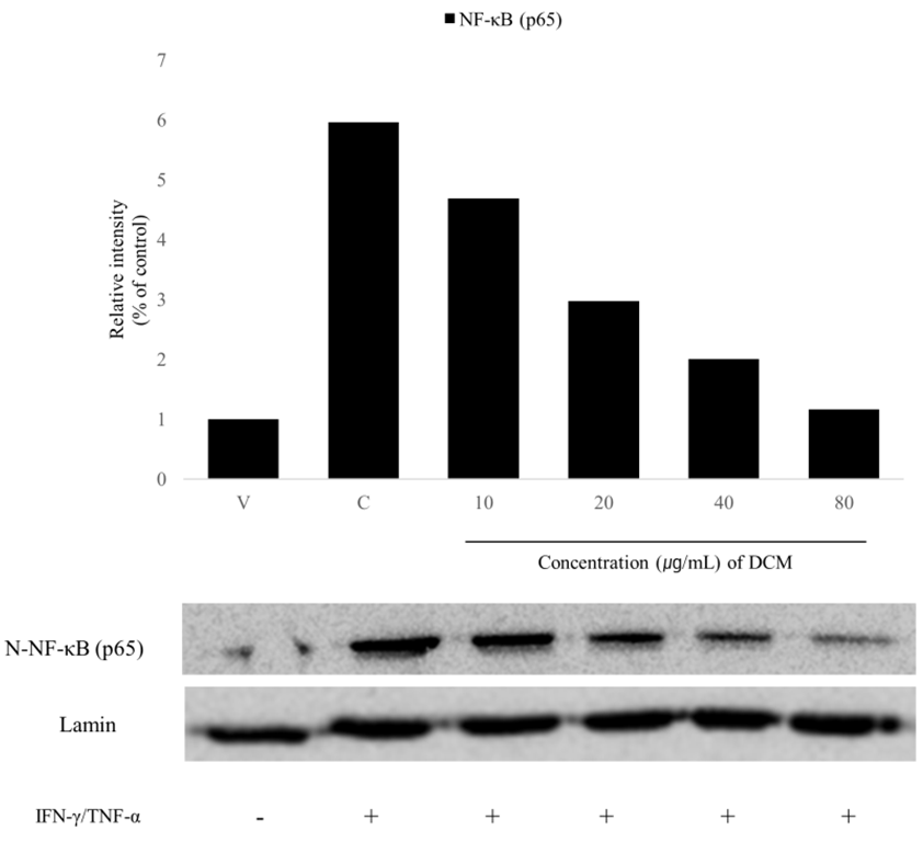 Figure 6. Nuclear protein levels of NF-κB (p65) in HaCaT cells. The ...